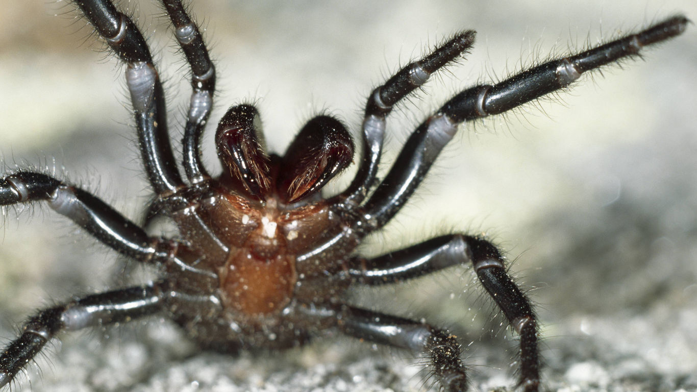 Spinneneier unter der Haut