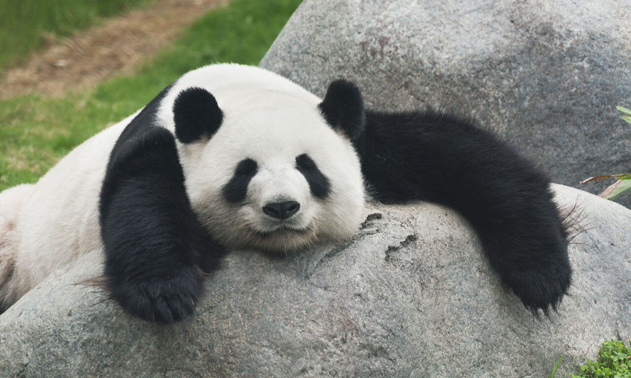 Pandas besuchen in China
