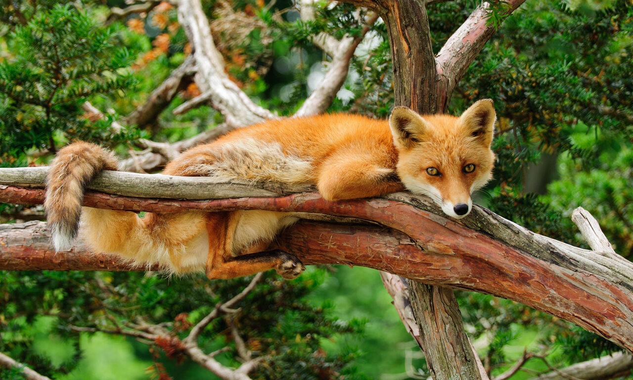Fuchsrudel in Japan