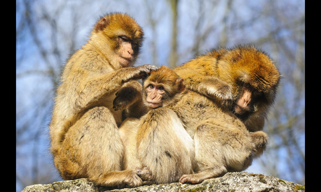 Affen füttern in Frankreich