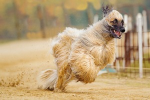 Das sind die dümmsten Hunde der Welt