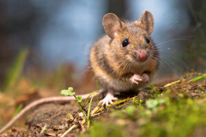 Wie die Maus zum Faden kam – die Geschichte hinter 10 Redensarten
