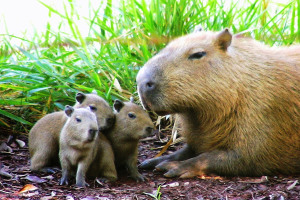 Wasserschweine: 10 Fakten zu den niedlichen Sumpfbewohnern