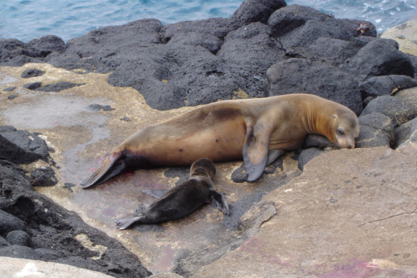 Galápagos – die Arche Noah im Pazifik: die Tierwelt, Seelöwen, Robben