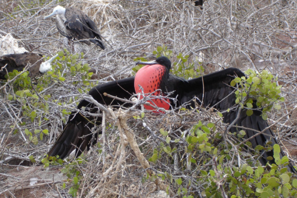 Galápagos – die Arche Noah im Pazifik: die Darwinfinken