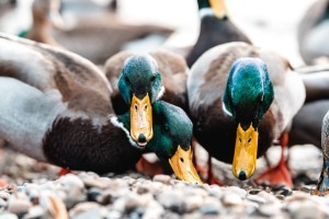 Ganz natürlich: Homosexualität im Tierreich