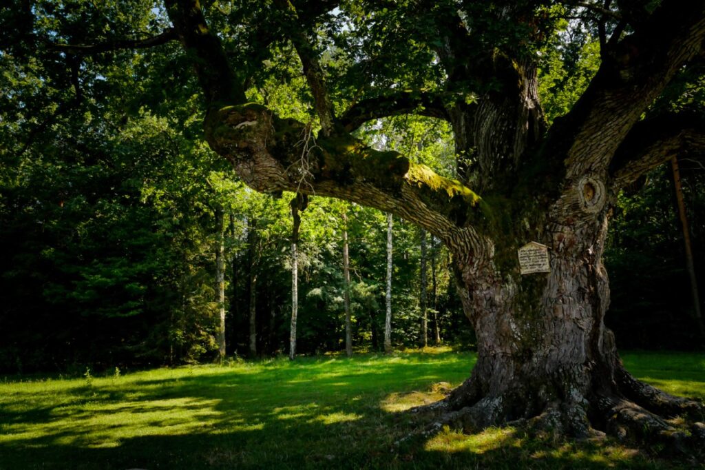 Die Steiermark Land der ungewöhnlichen Rekorde