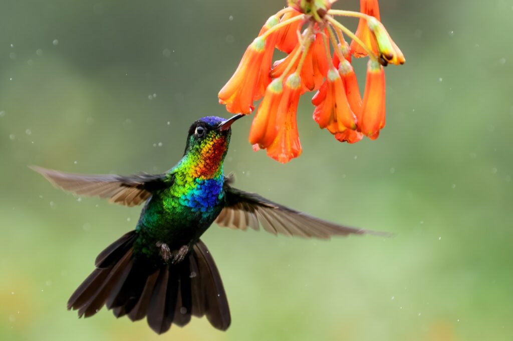 Gendefekt macht Kolibris zu Flugkünstlern