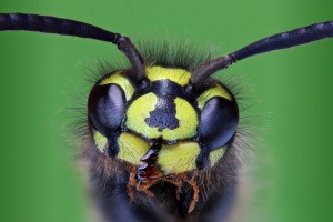 Können Insekten das Wetter manipulieren?