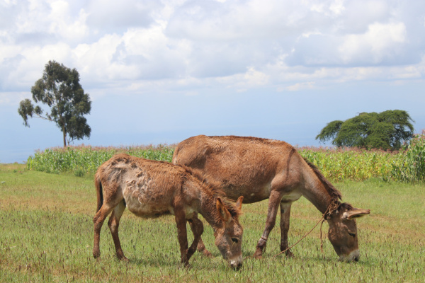 Klimakrise und Tourismus: Der Esel in Zeiten neuer und alter Herausforderungen – verletzte Esel