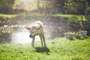 Wie Tiere cool bleiben, ohne zu schwitzen