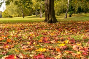 Warum verlieren Bäume im Herbst ihre Blätter?