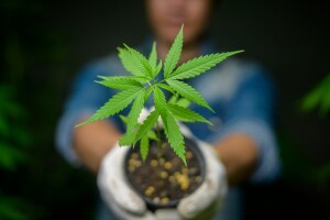 Neues Cannabis-Gesetz: Das ist jetzt erlaubt und das nicht